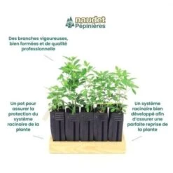 10 Oranger Du Mexique (Choisya Ternata) - Haie De Oranger Du Mexique - -Bostikhost Magasin 14478907 4