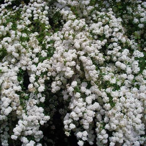 Spirée Du Japon 'Snowmound' (Spiraea Japonica 'Snowmound') - Godet - Taille 15/30cm 1 Spirée Du Japon 'Snowmound' (Spiraea Japonica 'Snowmound') - Godet - Taille 15/30cm