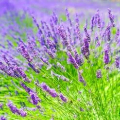 Bostikhost Magasin -Bostikhost Magasin 14880746 2