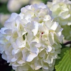 Hortensia Paniculé 'Phantom' (Hydrangea Paniculata 'Phantom') - Godet - Taille 13/25cm