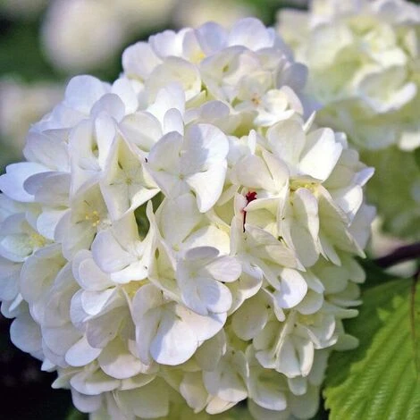 Hortensia Paniculé 'Phantom' (Hydrangea Paniculata 'Phantom') - Godet - Taille 13/25cm 1 Hortensia Paniculé 'Phantom' (Hydrangea Paniculata 'Phantom') - Godet - Taille 13/25cm