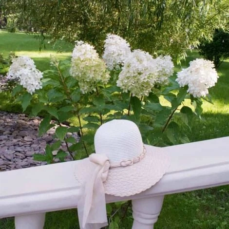Hortensia Paniculé 'Phantom' (Hydrangea Paniculata 'Phantom') - Godet - Taille 13/25cm 2 Hortensia Paniculé 'Phantom' (Hydrangea Paniculata 'Phantom') - Godet - Taille 13/25cm – Image 2