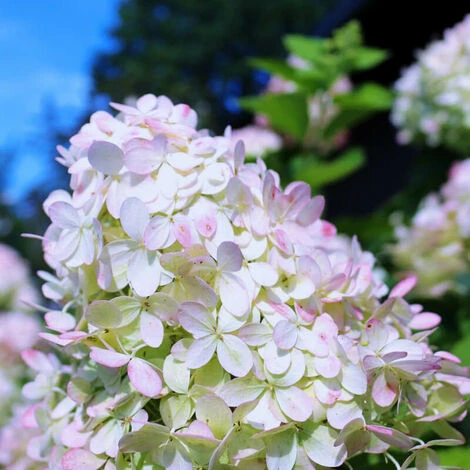 Hortensia Paniculé 'Grandiflora' (Hydrangea Paniculata 'Grandiflora') - Godet - Taille 13/25cm 1 Hortensia Paniculé 'Grandiflora' (Hydrangea Paniculata 'Grandiflora') - Godet - Taille 13/25cm