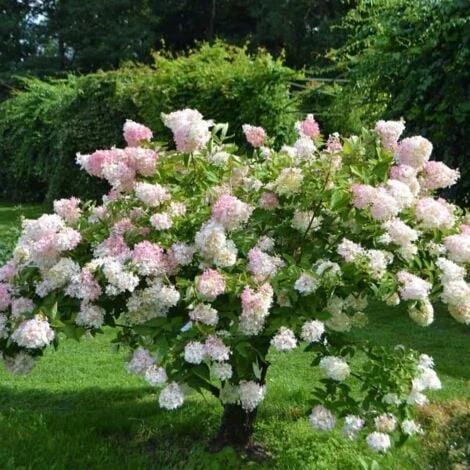 Hortensia Paniculé 'Grandiflora' (Hydrangea Paniculata 'Grandiflora') - Godet - Taille 13/25cm 2 Hortensia Paniculé 'Grandiflora' (Hydrangea Paniculata 'Grandiflora') - Godet - Taille 13/25cm – Image 2