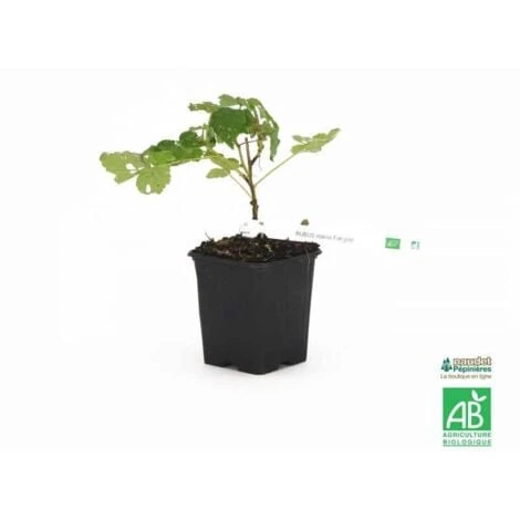 Framboisier Blanc 'Fall Gold' BIO - Godet 9cm 1 Framboisier Blanc 'Fall Gold' BIO - Godet 9cm