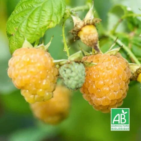 Framboisier Blanc 'Fall Gold' BIO - Godet 9cm 2 Framboisier Blanc 'Fall Gold' BIO - Godet 9cm – Image 2