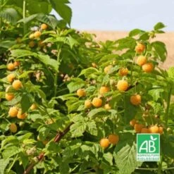 Framboisier Blanc 'Fall Gold' BIO - Godet 9cm 5 Framboisier Blanc 'Fall Gold' BIO - Godet 9cm -Bostikhost Magasin 15281726 3