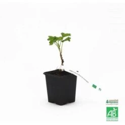 Groseillier 'Rose De Champagne' BIO - Godet 9cm
