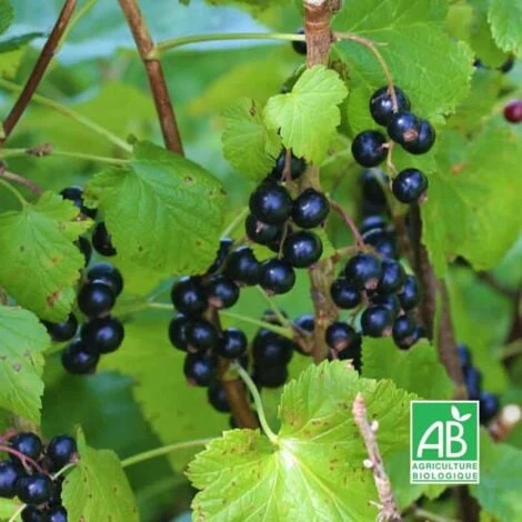 Cassis 'Royal De Naples' BIO - Godet 9cm 1 Cassis 'Royal De Naples' BIO - Godet 9cm