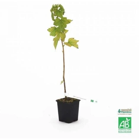 Cassis 'Royal De Naples' BIO - Godet 9cm 2 Cassis 'Royal De Naples' BIO - Godet 9cm â Image 2