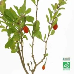 Goji 'Chinense' BIO - Godet 9cm -Bostikhost Magasin 15281734 3