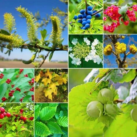 Kit Haie Champêtre - 20 Jeunes Plants - 2 Kit Haie Champêtre - 20 Jeunes Plants - – Image 2