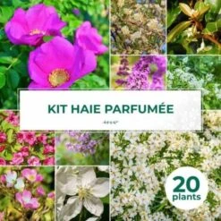 Kit Haie Parfumée - 20 Jeunes Plants -