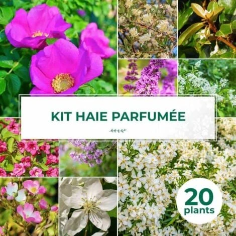 Kit Haie Parfumée - 20 Jeunes Plants - 1 Kit Haie Parfumée - 20 Jeunes Plants -