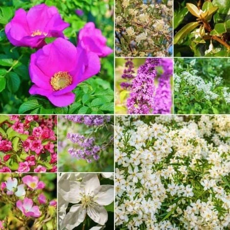 Kit Haie Parfumée - 20 Jeunes Plants - 2 Kit Haie Parfumée - 20 Jeunes Plants - – Image 2