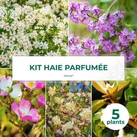 Kit Haie Parfumée - 5 Jeunes Plants - 1 Kit Haie Parfumée - 5 Jeunes Plants -