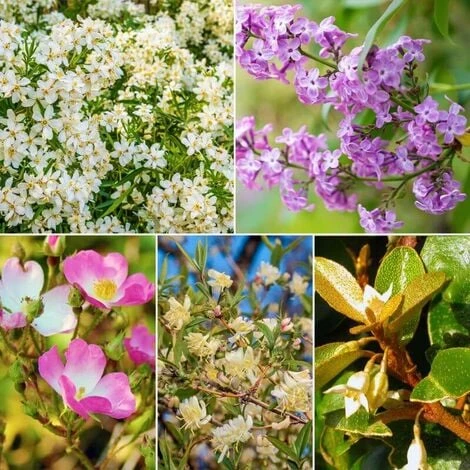 Kit Haie Parfumée - 5 Jeunes Plants - 2 Kit Haie Parfumée - 5 Jeunes Plants - – Image 2