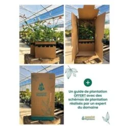 Kit Haie Parfumée - 5 Jeunes Plants - 7 Kit Haie Parfumée - 5 Jeunes Plants - -Bostikhost Magasin 15375208 4