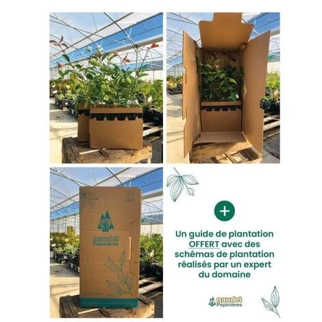 Kit Haie Parfumée - 5 Jeunes Plants - 4 Kit Haie Parfumée - 5 Jeunes Plants - – Image 4