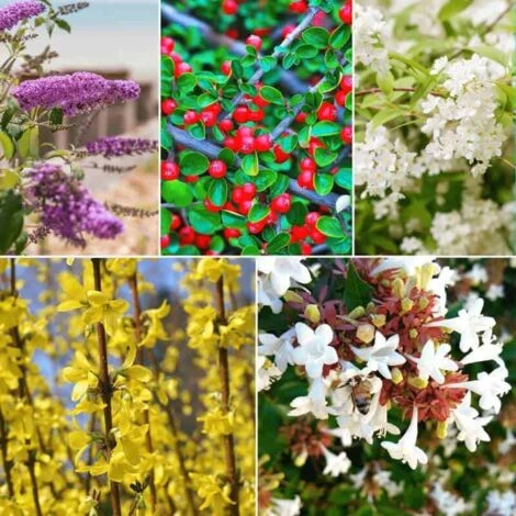 Kit Haie Fleurie - 5 Jeunes Plants - 2 Kit Haie Fleurie - 5 Jeunes Plants - – Image 2