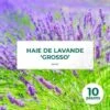 10 Lavande 'Grosso' (Lanvandula 'X Intermedia Grosso') - Haie De Lavande -