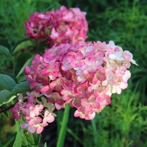 Hortensia Paniculé Fraise Melba® 'Renba' (Hydrangea Paniculata) - Godet - Taille 13/25cm 1 Hortensia Paniculé Fraise Melba® 'Renba' (Hydrangea Paniculata) - Godet - Taille 13/25cm