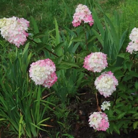 Hortensia Paniculé Fraise Melba® 'Renba' (Hydrangea Paniculata) - Godet - Taille 13/25cm 2 Hortensia Paniculé Fraise Melba® 'Renba' (Hydrangea Paniculata) - Godet - Taille 13/25cm – Image 2