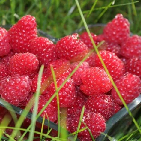 Framboisier Rouge 'Malling Promise' - Conteneur 3L 2 Framboisier Rouge 'Malling Promise' - Conteneur 3L – Image 2