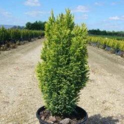 Cyprès De Lawson Lawsoniana Ellwood's Gold/Pot De 4L