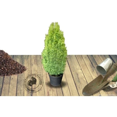 Cyprès De Lawson Lawsoniana Ellwood's Gold/Pot De 4L 2 Cyprès De Lawson Lawsoniana Ellwood's Gold/Pot De 4L – Image 2