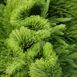 Cèdre Du Japon Japonica Cristata/Pot De 7,5L