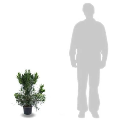 Cèdre Du Japon Japonica Cristata/Pot De 7,5L 2 Cèdre Du Japon Japonica Cristata/Pot De 7,5L – Image 2