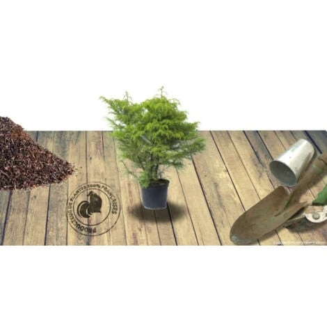 Cèdre Du Japon Japonica Elegans Viridis/Pot De 3L 2 Cèdre Du Japon Japonica Elegans Viridis/Pot De 3L – Image 2