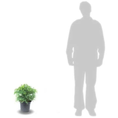 Cèdre Du Japon Japonica Elegans Viridis/Pot De 3L 3 Cèdre Du Japon Japonica Elegans Viridis/Pot De 3L – Image 3