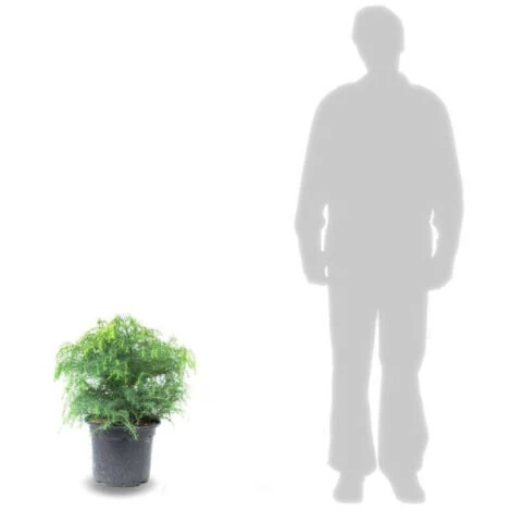 Cèdre Du Japon Japonica Globosa Nana/Pot De 12L 1 Cèdre Du Japon Japonica Globosa Nana/Pot De 12L