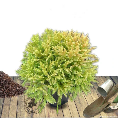 Cèdre Du Japon Japonica Globosa Nana/Pot De 12L 2 Cèdre Du Japon Japonica Globosa Nana/Pot De 12L – Image 2