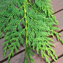 Cyprès De Leyland Leylandii/Pot De 4L