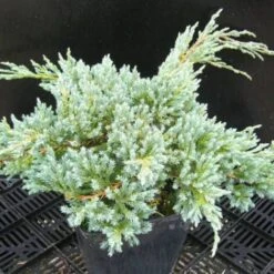 Genévrier écailleux Squamata Blue Carpet/Pot De 3L