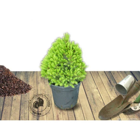 Épinette Blanche Glauca Conica/Pot De 5L 2 Épinette Blanche Glauca Conica/Pot De 5L – Image 2