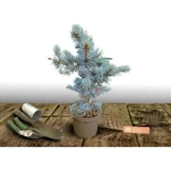 Épicéa Bleu Pungens Glauca Globosa/Pot De 5L -Bostikhost Magasin 24356701 3