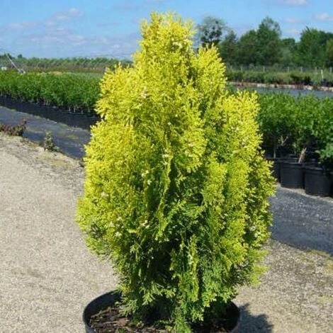 Thuya Du Canada Orientalis Semperaurea/Pot De 7,5L 1 Thuya Du Canada Orientalis Semperaurea/Pot De 7,5L