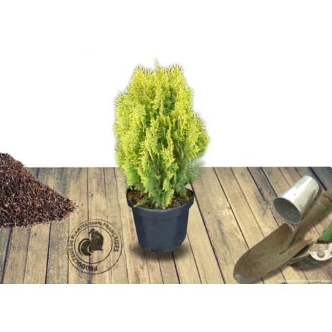 Thuya Du Canada Orientalis Semperaurea/Pot De 7,5L 2 Thuya Du Canada Orientalis Semperaurea/Pot De 7,5L – Image 2