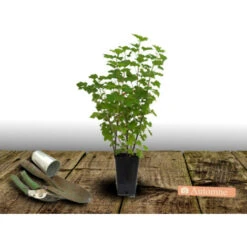 Groseillier à Grappes Rubrum Jonkeer Van Tets/Pot De 3L