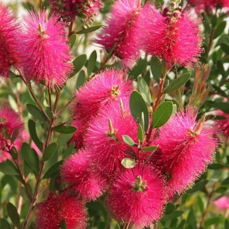 Rince 2 Rince – Image 2