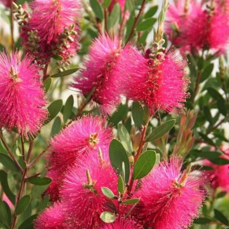 Rince 4 Rince – Image 4