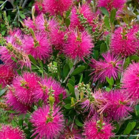 Rince 5 Rince – Image 5