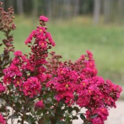 Lilas Des Indes Indica Fuchsia D'été® 'Indyfus'/Godet