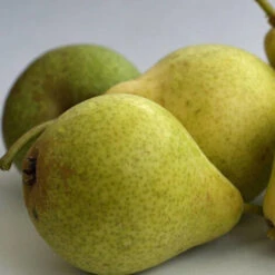 Poirier Communis Bon Chretien William/Pot De 10L -Bostikhost Magasin 24358442 3