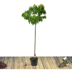 Poirier Communis Bon Chretien William/Pot De 10L -Bostikhost Magasin 24358442 5