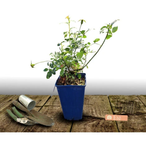 Rosier Arbustif Decorosier® Emera® 'Noatraum'/Pot De 2 L 2 Rosier Arbustif Decorosier® Emera® 'Noatraum'/Pot De 2 L – Image 2